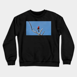Male Northern Cardinal Perched In A Tree Crewneck Sweatshirt